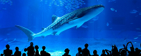 Ocean Expo Park (Okinawa Churaumi Aquarium) and Nakijin Castle Ruins Tour