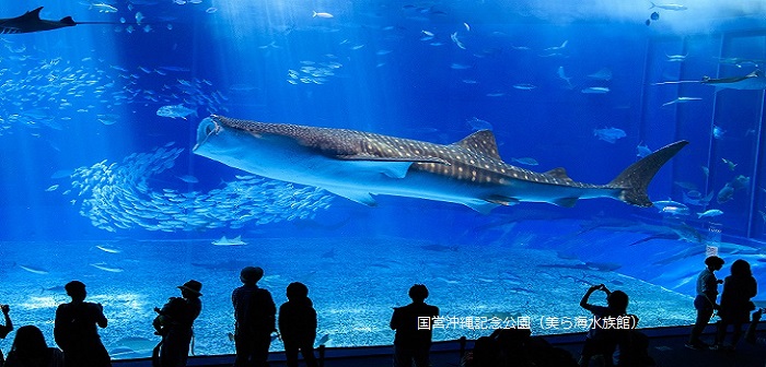 10.13沖縄美ら海水族館黒潮の海_Y0A9156　